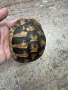 Костенурка черупка , снимка 11