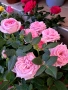 Мини рози, снимка 1
