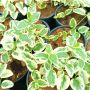 Винка Вариегатна, Vinca major Variegata, снимка 8