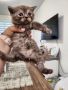 Британска късокосместа котка, снимка 10