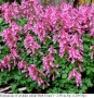 Коридалис (Corydalis solida 'Beth Evans') – грудки, снимка 1