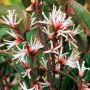 Саркокока ('Пурпурно стъбло') Sarcococca'Purple Stem' Вечнозелен и Силно Ароматен, снимка 5