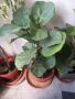 Фикус лирата, бенджамин шарен 125 см, снимка 1 - Градински цветя и растения - 35502259