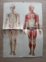 Анатомичен модел, фотоиздателство "Георги Пасков" , снимка 3