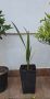 Палма Юбея , Jubaea chilensis, снимка 1 - Градински цветя и растения - 45803842