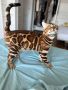 Бенгалски котетa в България, снимка 1