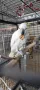 Sulfur crested cockatoo , снимка 8