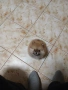 Mini Pomeran, снимка 1