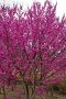 Церцис, Див Рошков, Дърво на Юда, Сercis siliquastrum, снимка 4