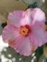 китайска роза , снимка 1 - Стайни растения - 45794207