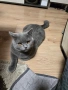Син британец British Shorthair – 9 месеца, снимка 2