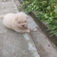 Продавам бяло кученцеЧау Чау, снимка 3 - Чау Чау - 45335121