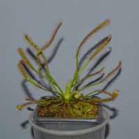 Капска росянка/дрозера (Drosera capensis) - насекомоядно (хищно) растение, снимка 1 - Стайни растения - 45373491