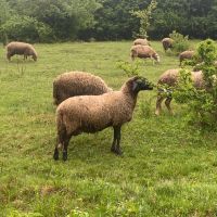 Овце 22 броя , снимка 7 - За селскостопански - 45421688