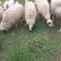 Провават се Овце, Кочове и  Чепишки  за Курбан Байрам, снимка 1 - Овце - 45698322