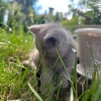 Британска късокосместа котка, снимка 6 - Британска късокосместа - 46111444