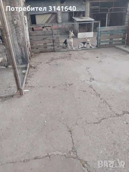 източноевропейска овчарка , снимка 1