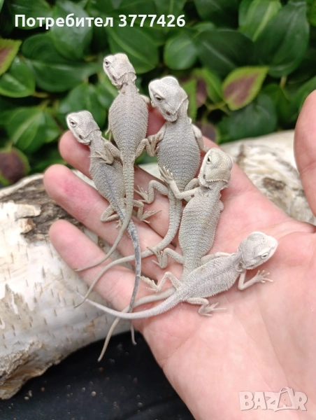 Бяла Брадата Агама, снимка 1