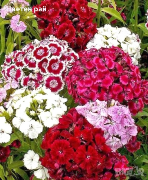 Топ карамфил , снимка 1