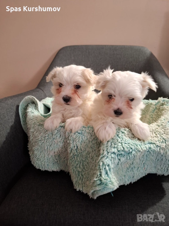 Продавам малтйска болонка, снимка 1