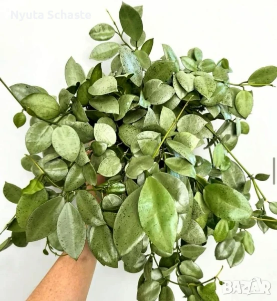 Хоя .Hoya Lacunosa Silver Mint Coin , снимка 1