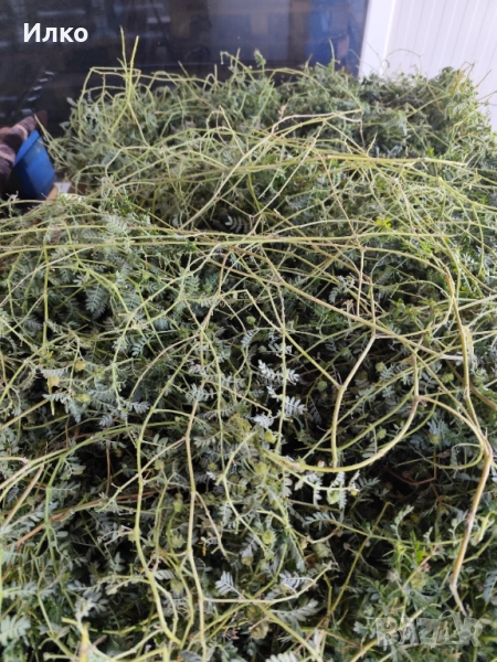 Билка бабини зъби , снимка 1