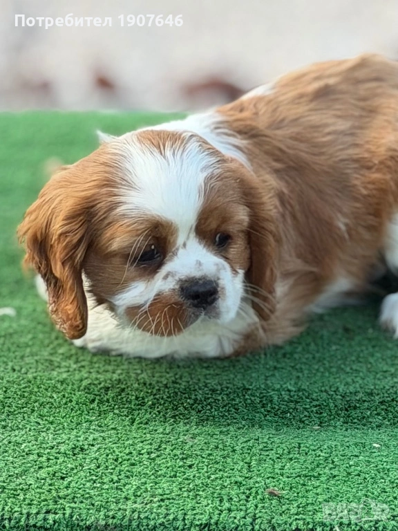 Кавалер Кинг Чарлз, снимка 1