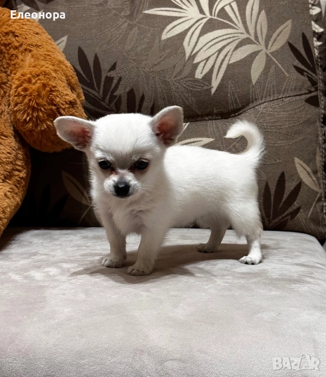 Топ Мини Мъжко Чихуахуа, снимка 1