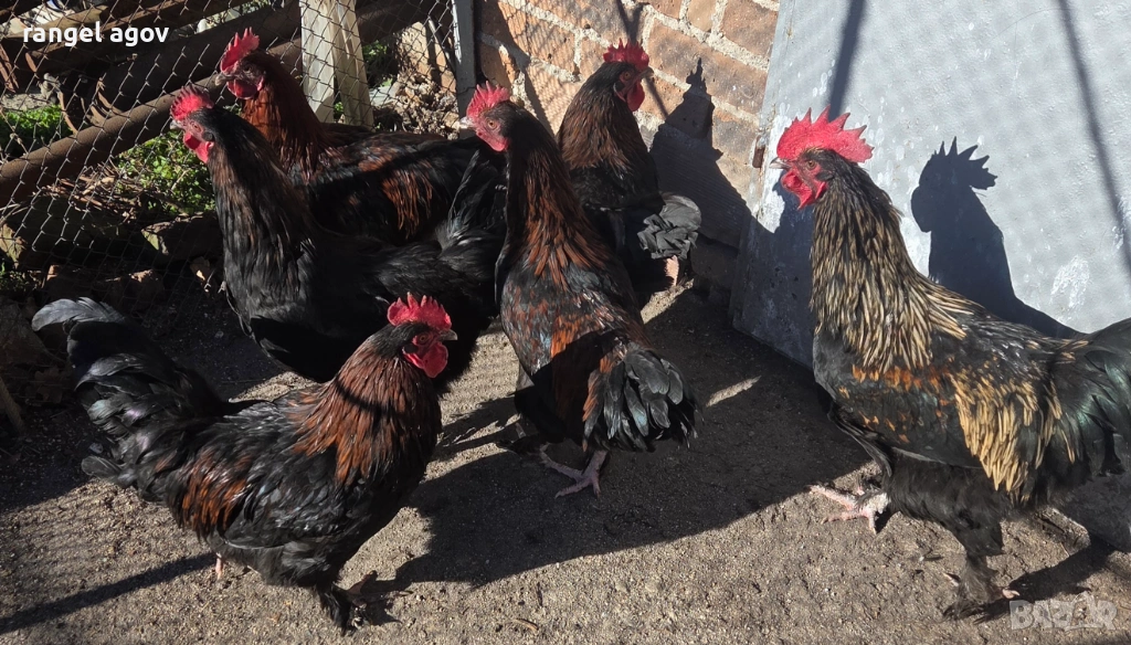 Петли Маран, снимка 1