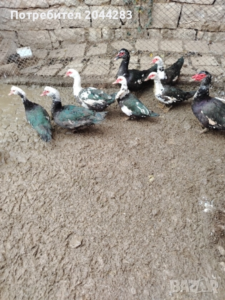 Неми патици, снимка 1