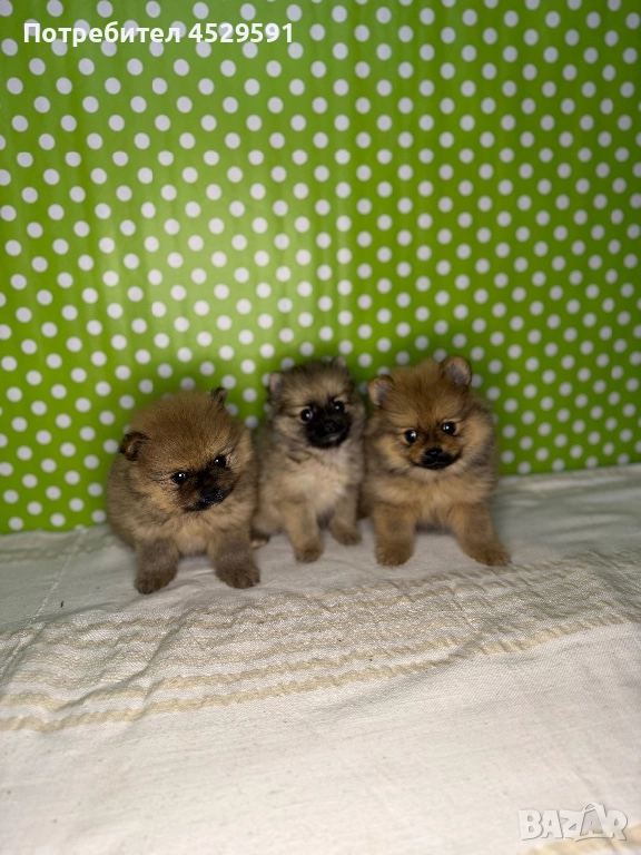 Померан померанче померанчета померани, снимка 1