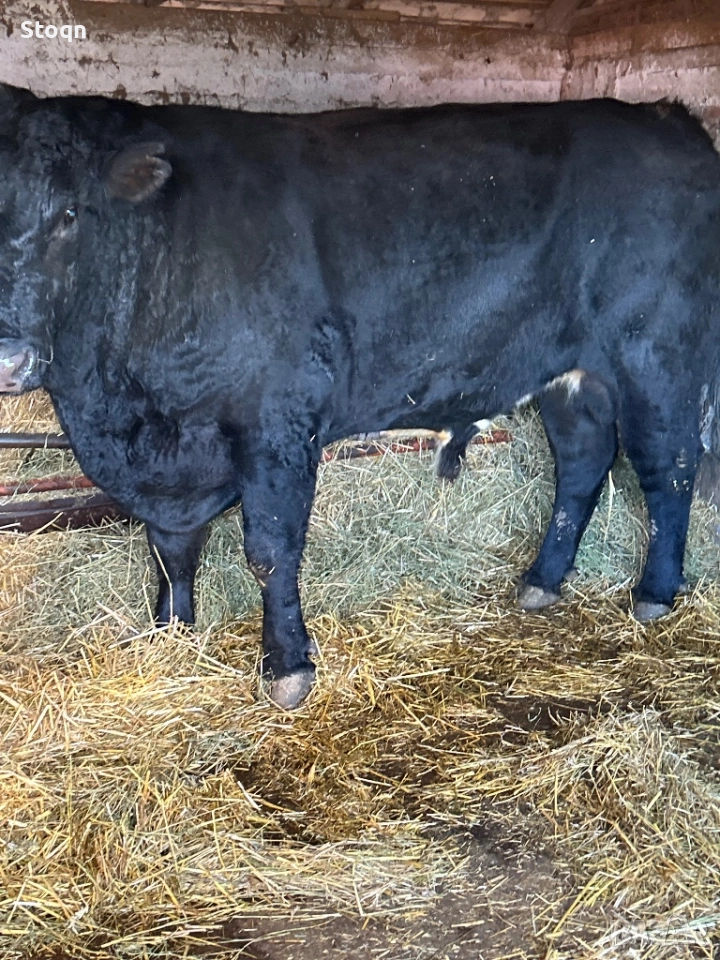 Продавам Бик Абърдийн, снимка 1