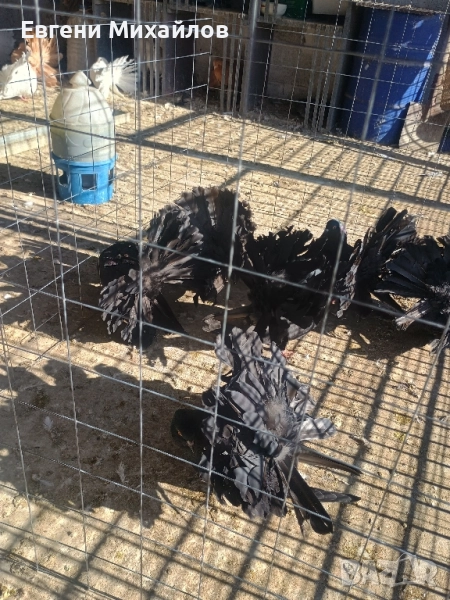 Фенерлии , снимка 1