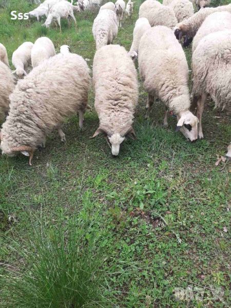 Провават се Овце, Кочове и  Чепишки  за Курбан Байрам, снимка 1