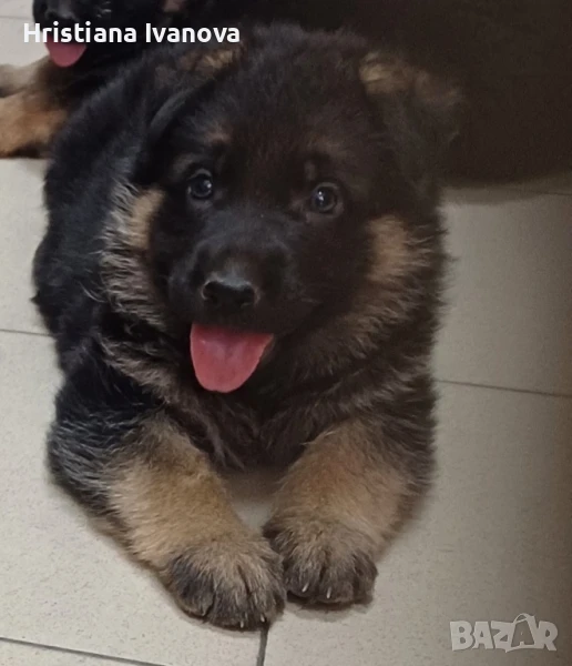 Продавам малки чистокръвни немски овчарки, снимка 1