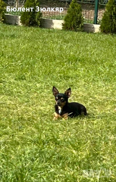 Женско чихуахуа на 2години , снимка 1