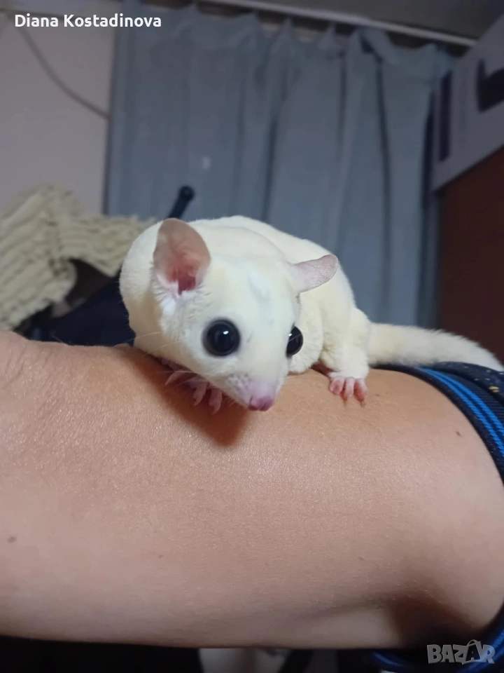 захарна летяща катеричка , снимка 1