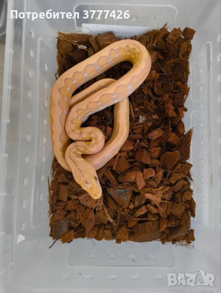 Мрежест Питон / Python reticulatus, снимка 1