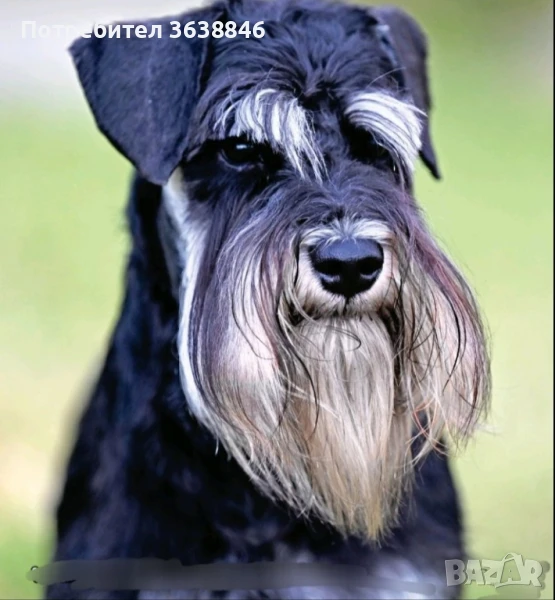 Цверг шнауцер, снимка 1