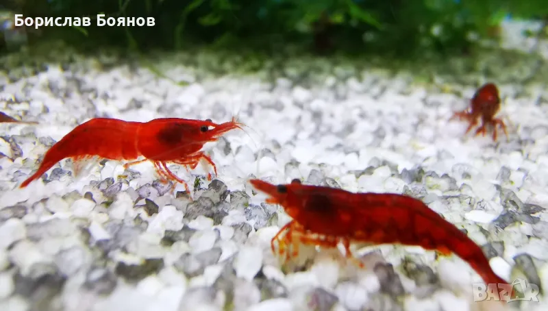 Скариди Boody Merry shrimp, снимка 1