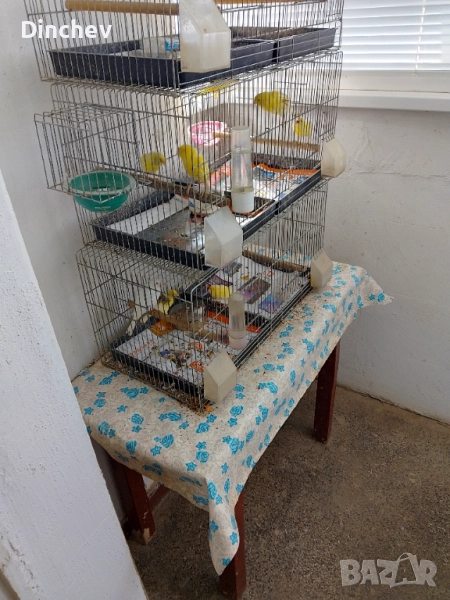 Продава женски орфей, снимка 1