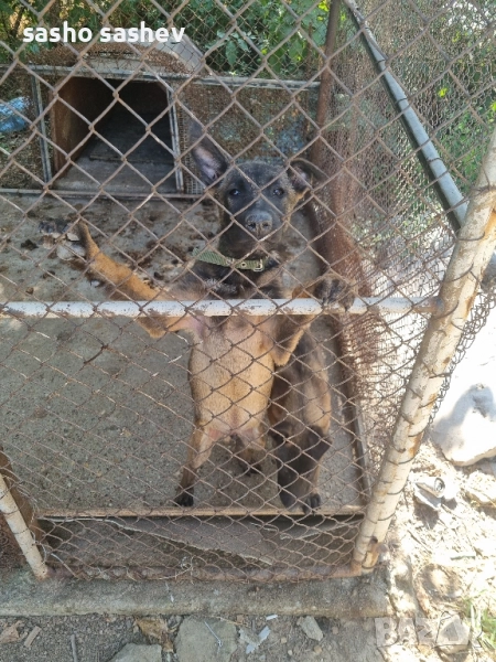 Продавам белгийски овчарки мъжко и женско , снимка 1