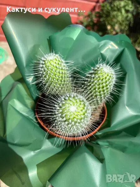 Кактус Mammillaria Un Pico 3 броя за 40 лв, снимка 1