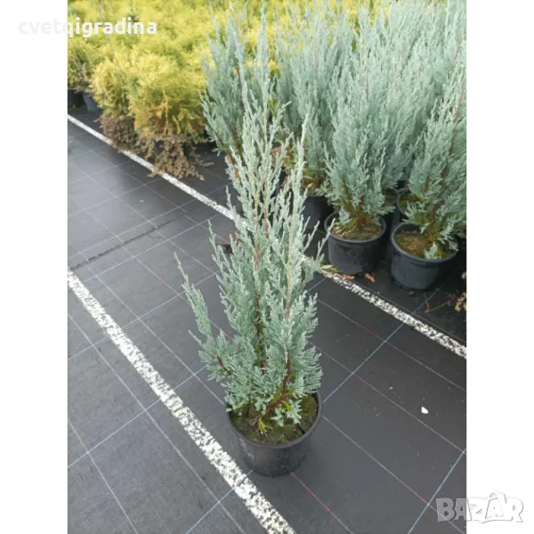 Juniperus Moonglow Юниперус Лунно сияние, снимка 1