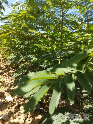 Албиция фиданки, снимка 13 - Градински цветя и растения - 51598316