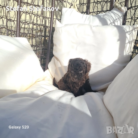 Пудели шоколад, снимка 4 - Пудели - 51364708