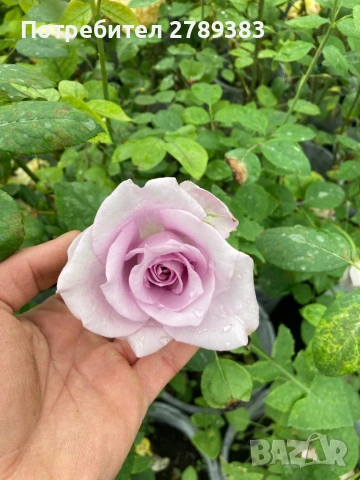 Катерливи рози 6 цвята , снимка 6 - Градински цветя и растения - 53443915