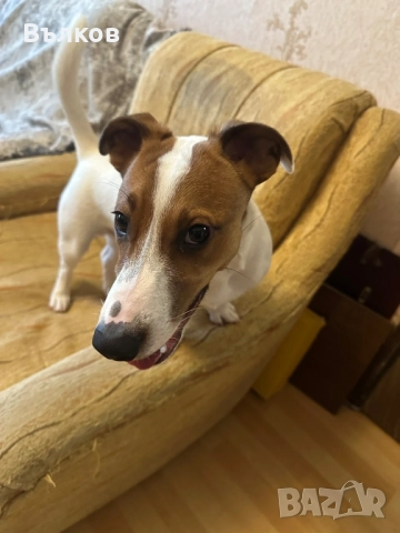 Джак-ръсел териер, снимка 2 - Джак ръсел териер - 52933467