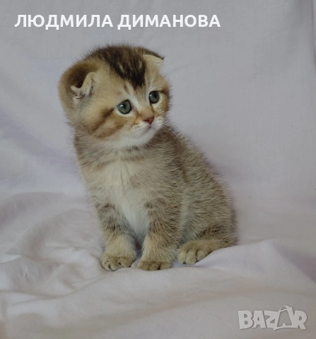 Шотландско мъжко. , снимка 2 - Британска късокосместа - 53571974