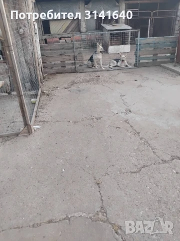 източноевропейска овчарка , снимка 1